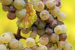 botrytis-cinerea-001.jpg