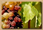 botrytis-cinerea-002.jpg