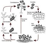 botrytis-cinerea-004.jpg