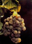 botrytis-cinerea-005.jpg