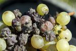 botrytis-cinerea-008.jpg