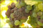 botrytis-cinerea-012.jpg