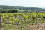 tokajskevino-svaty-urban-2012-088.jpg