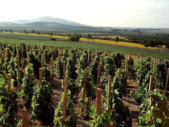 Tokajské víno